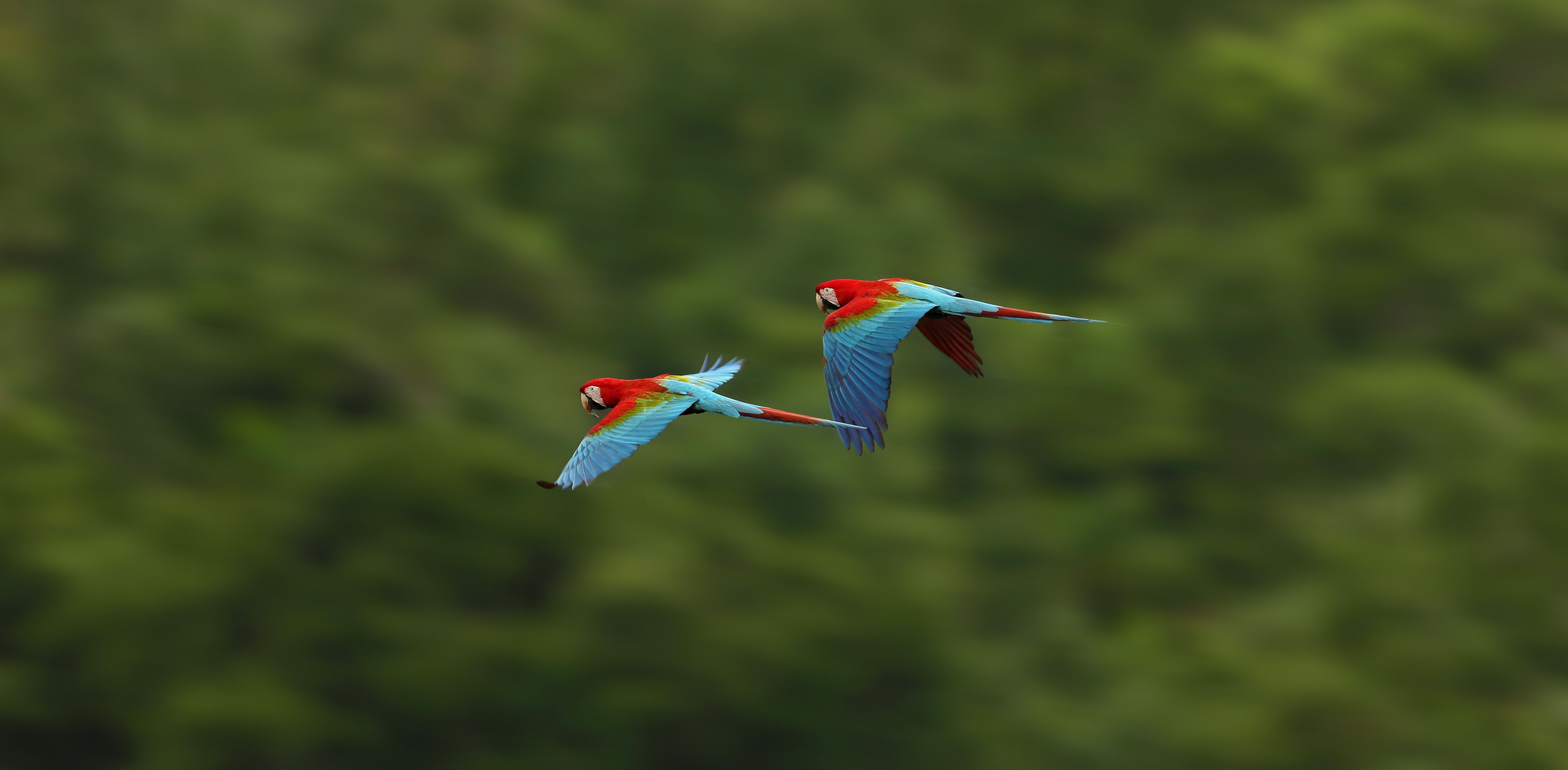 Aves tropicais