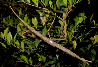 Cientistas encontram espécie de inseto gigante na Austrália; veja