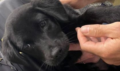 Homem é preso em Brasília após abandonar cachorro em aeroporto de SC