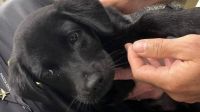 Homem é preso em Brasília após abandonar cachorro em aeroporto de SC