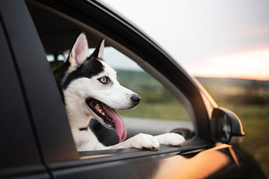 Animal para fora é considerado infração