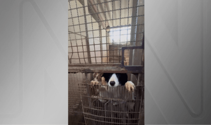 Mais de 200 animais são resgatados de canil clandestino em Embu das Artes