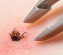 Clima mais quente e úmido tem feito subir os casos de doença de Lyme