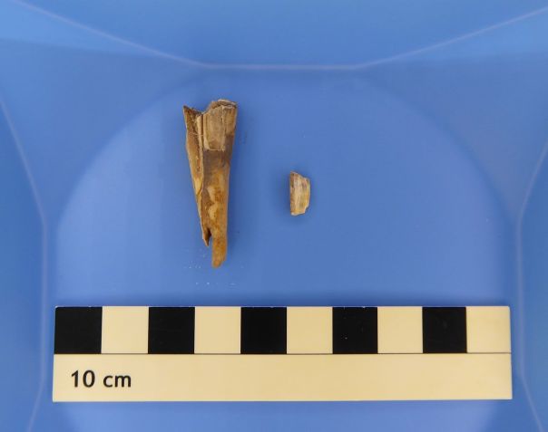 O genoma de Y. pestis foi recuperado deste dente de ovelha de 4.000 anos • Courtesy Taylor Hermes via CNN Newsource