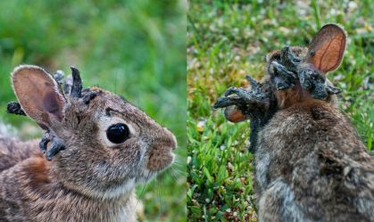 Vírus faz "tentáculos" crescerem na cabeça de coelhos selvagens; entenda