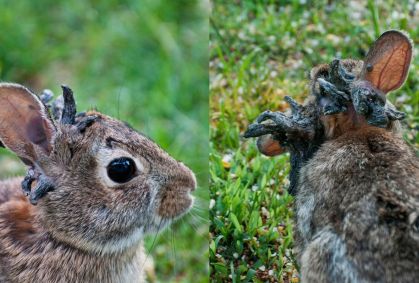 Vírus faz "tentáculos" crescerem na cabeça de coelhos selvagens; entenda