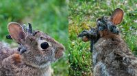Vírus faz "tentáculos" crescerem na cabeça de coelhos selvagens; entenda