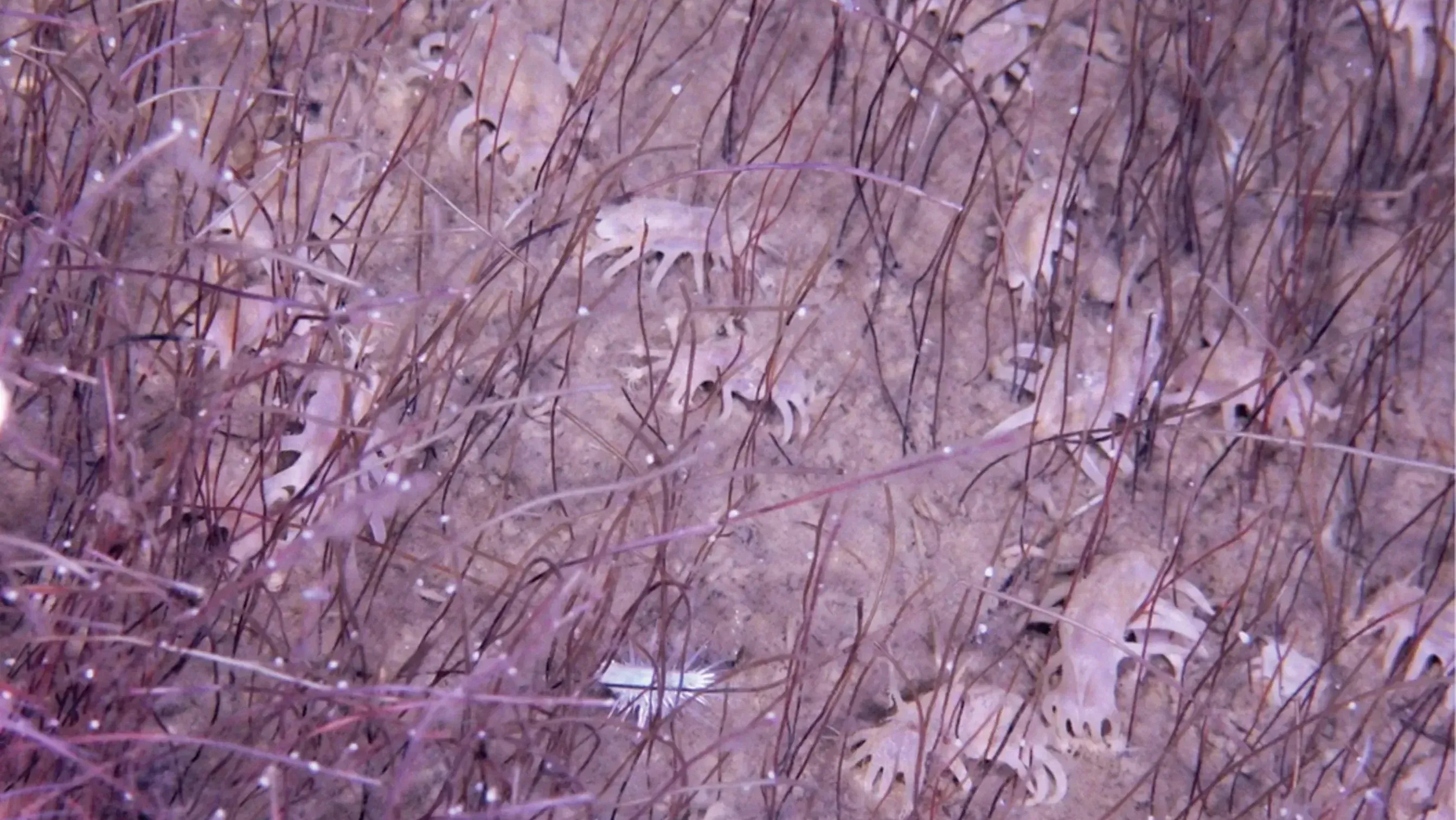 Criaturas encontradas no fundo do Pacífico são alimentadas por fluidos ricos em sulfeto de hidrogênio e metano