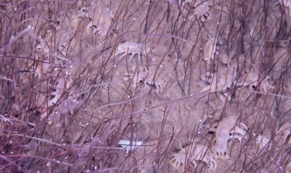 Cientistas descobrem ecossistema de animais que vivem de quimiossíntese