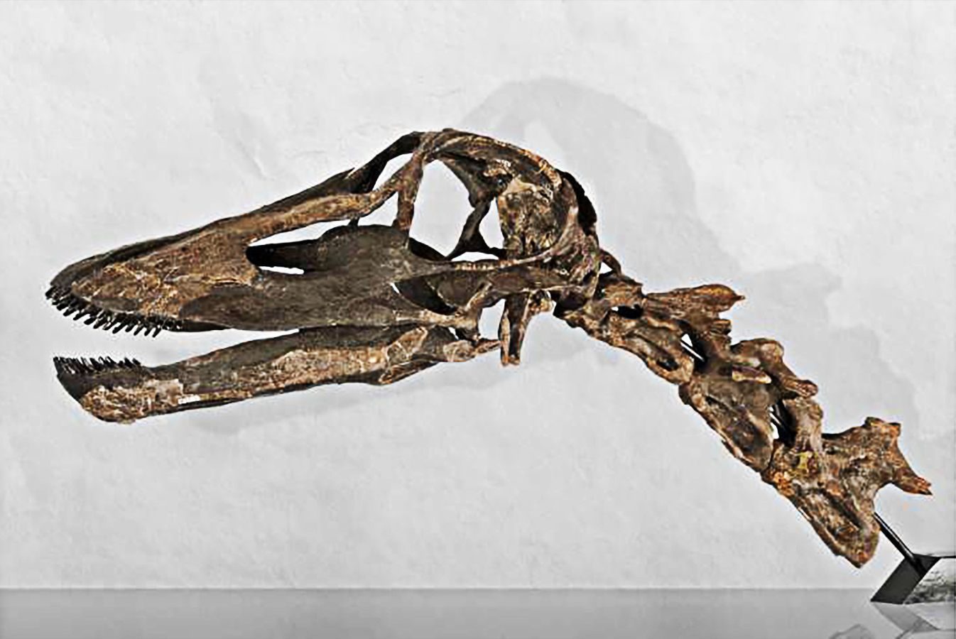 crânio-com-dentes-de-Kaatedocus-siberi copiar