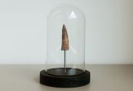 Jornalista compra dente de dinossauro pela internet e investiga veracidade