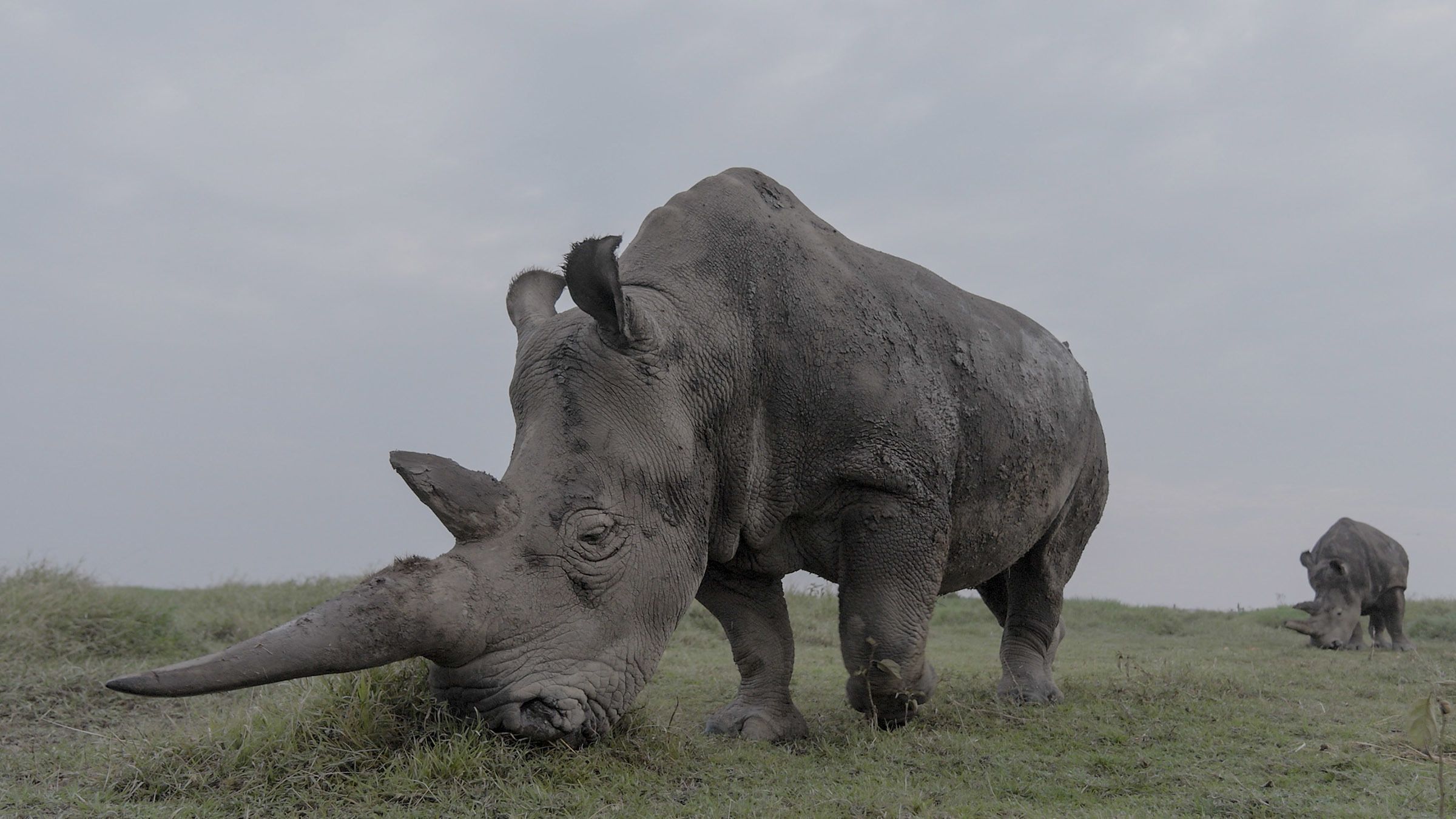 Documentário "The Last Rhinos: A New Hope" está disponível no Disney+ • National Geographic