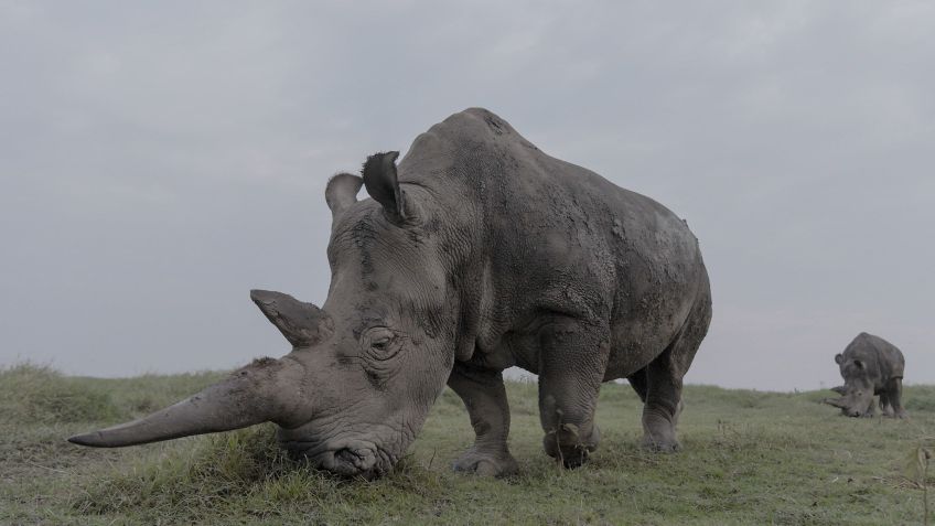 Documentário "The Last Rhinos: A New Hope" está disponível no Disney+ • National Geographic
