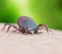 Doença de Lyme: entenda o que é, sintomas e tratamento