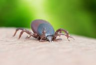 Doença de Lyme: entenda o que é, sintomas e tratamento
