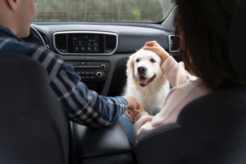 Existem regras para transporte de animais dentro do carro • Freepik/Divulgação