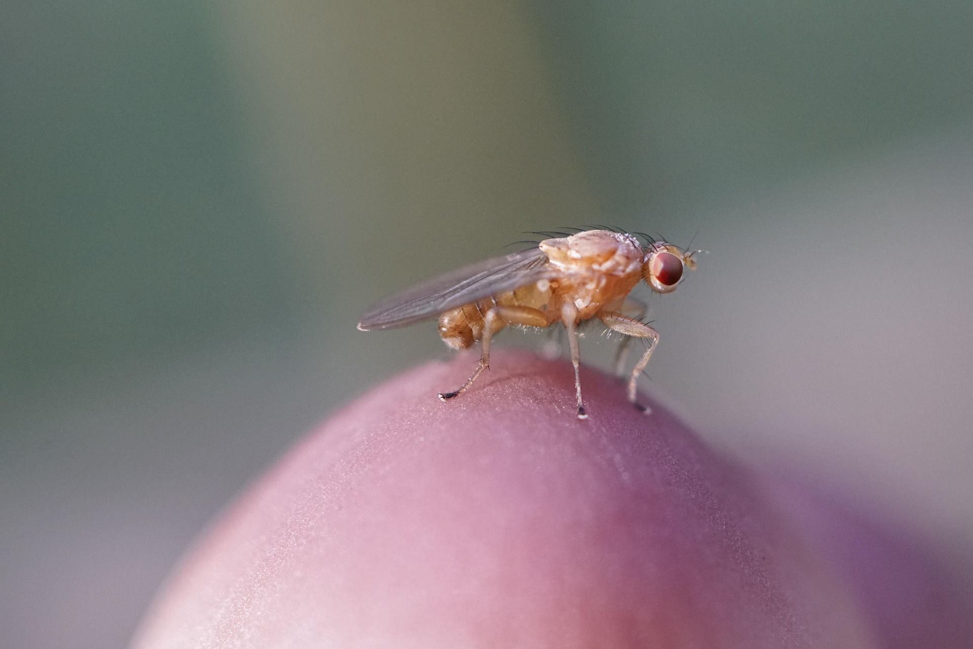 imagem-da-drosophila-melanogaster