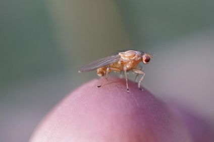 imagem-da-drosophila-melanogaster
