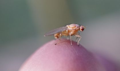 imagem-da-drosophila-melanogaster
