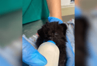 Segundo caso de gato-do-mato raro é registrado em SC em menos de uma semana