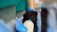 Segundo caso de gato-do-mato raro é registrado em SC em menos de uma semana