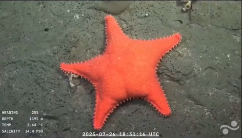 Com uma parte parecida com um bumbum, os internautas não perderam tempo para apelidar o animal de Patrick, fazendo referência ao personagem da animação "Bob Esponja"