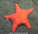 Patrick? Estrela-do-mar com bumbum chama atenção de cientistas