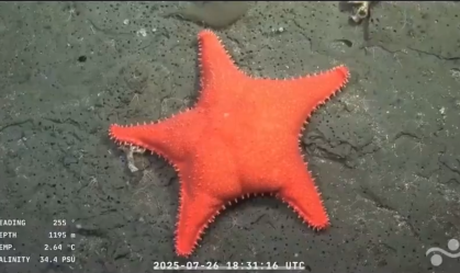 Patrick? Estrela-do-mar com bumbum chama atenção de cientistas