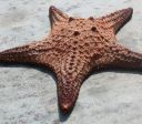 Cientistas descobrem causa de epidemia que matou bilhões de estrelas-do-mar