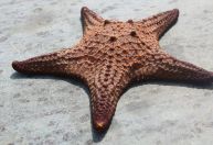 Cientistas descobrem causa de epidemia que matou bilhões de estrelas-do-mar