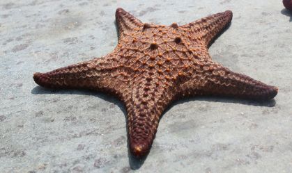 Cientistas descobrem causa de epidemia que matou bilhões de estrelas-do-mar