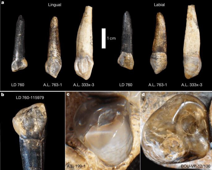 fosseis-etiopia-2.png?w=1200&h