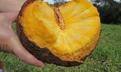 Pesquisa detalha teor nutricional de frutos do Cerrado; saiba quais são