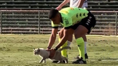 Gato invadiu o gramado do Canindé em jogo do Paulista Sub-20