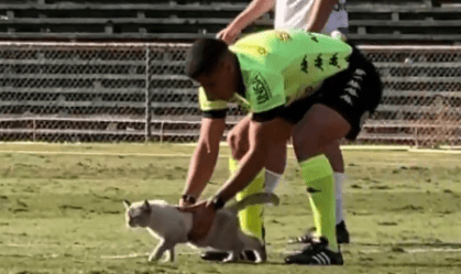 Gato invade campo e paralisa jogo da Portuguesa; vídeo