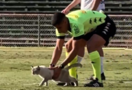 Gato invade campo e paralisa jogo da Portuguesa; vídeo