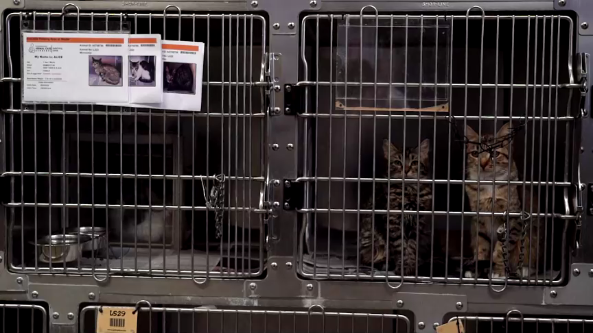 Gatos em canil na Califórnia, nos Estados Unidos