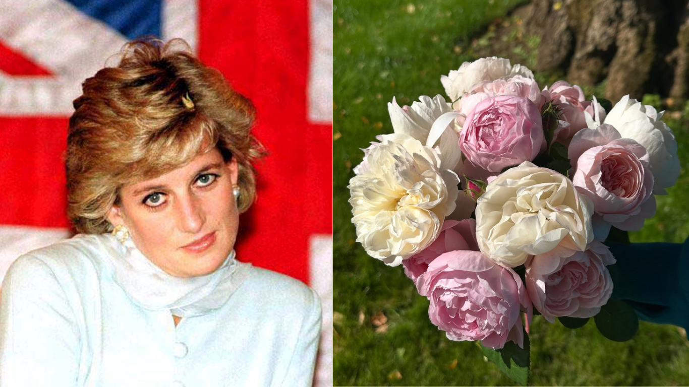 homenagem diana