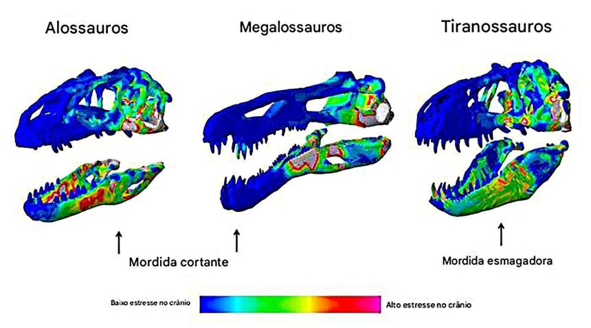 Os dinossauros carnívoros seguiram caminhos diferentes conforme suas dietas e habitats • Andre Rowe & Emily Rayfield, Current Biology, 2025