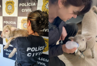 Filhote de ovelha é resgatado amarrado em apartamento invadido no RS