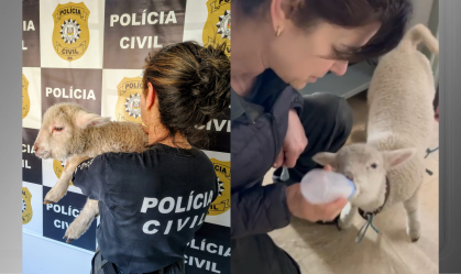 Filhote de ovelha é resgatado amarrado em apartamento invadido no RS