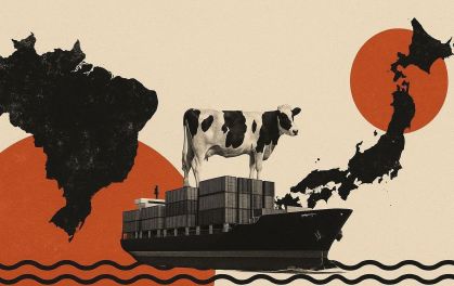 Ilustração de um navio cargueiro levando uma vaca do Brasil ao Japão