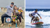 Labradora brasileira vence Campeonato Mundial de Surfe para Cães
