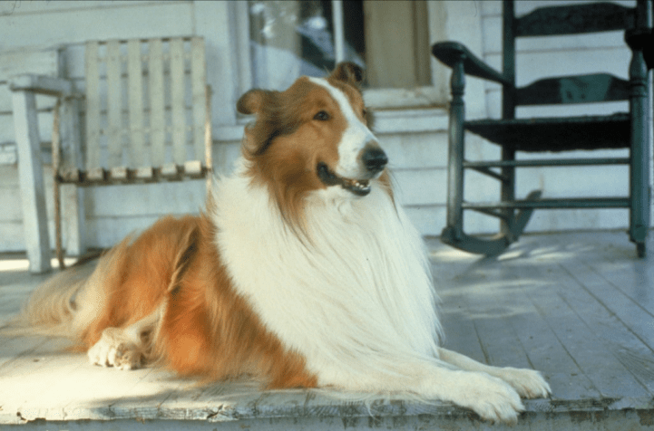 Personagem principal do filme "Lassie" • Reprodução/IMDB