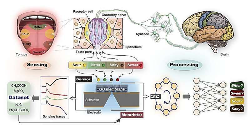 O gráfico mostra os princípios de funcionamento da língua artificial • PNAS