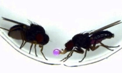 Ativação de gene faz mosca-da-fruta copiar ritual sexual de outra espécie