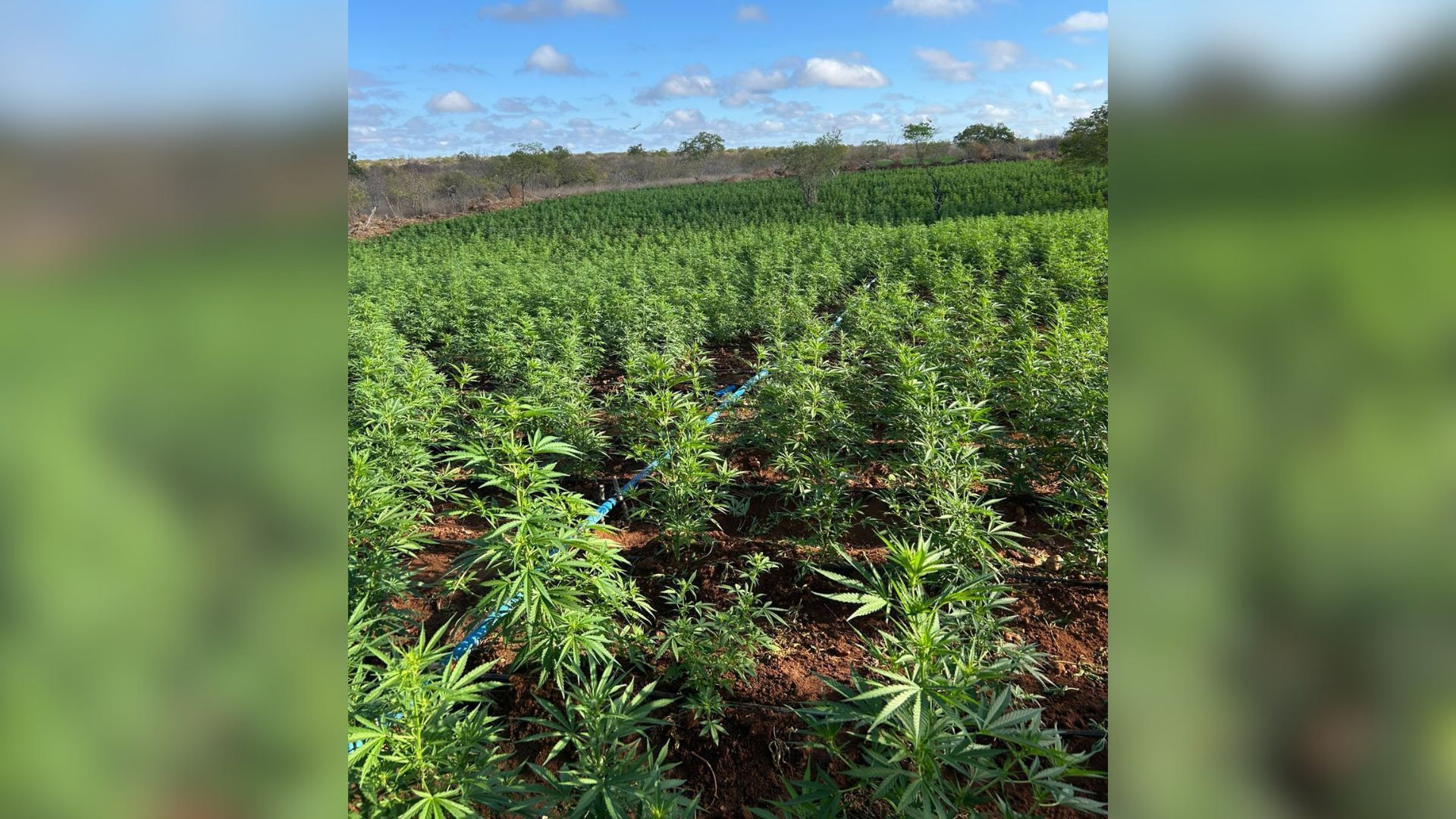 maconha 5