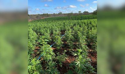 "Roça de maconha": polícia localiza cerca de 200 mil pés da droga na Bahia