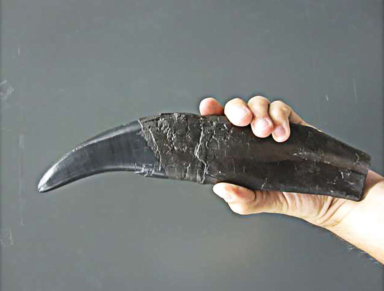 mão-segurando-um-dente-de-Tiranossauro-Rex