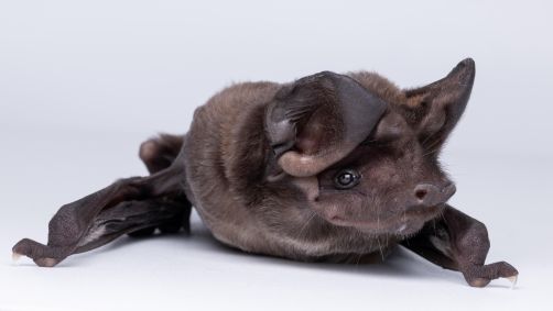 Morcego-de-capuz-da-Flórida é uma das espécies de morcego mais ameaçadas